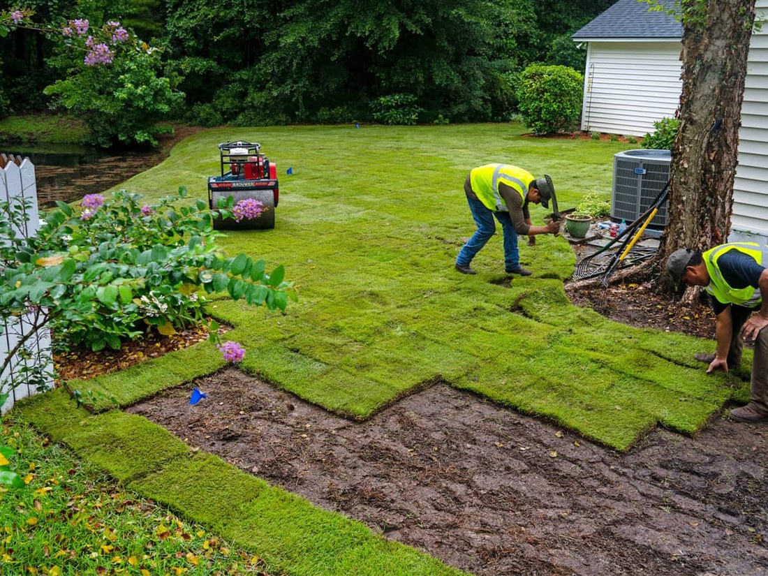 Freshly laid sod lawn